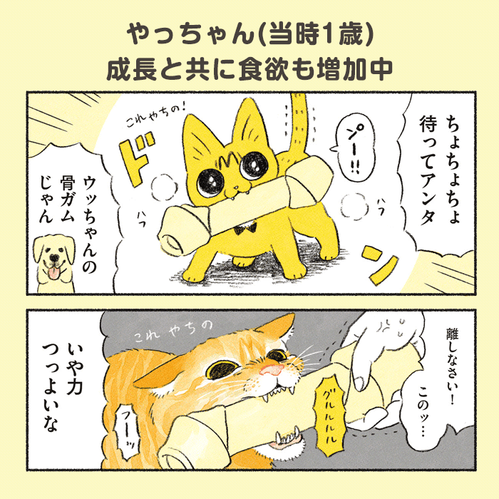 茶トラのやっちゃんコマ1